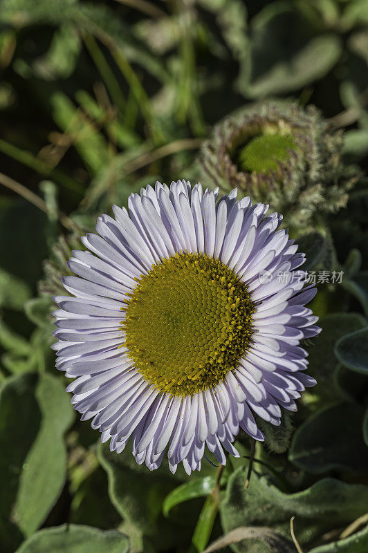 海滨雏菊，Erigeron glaucus, Bodega Head州立公园，索诺玛县，加利福尼亚州。是雏菊科的一种开花植物，俗称海滨雏菊。这种野花原产于俄勒冈州和C州的海岸线